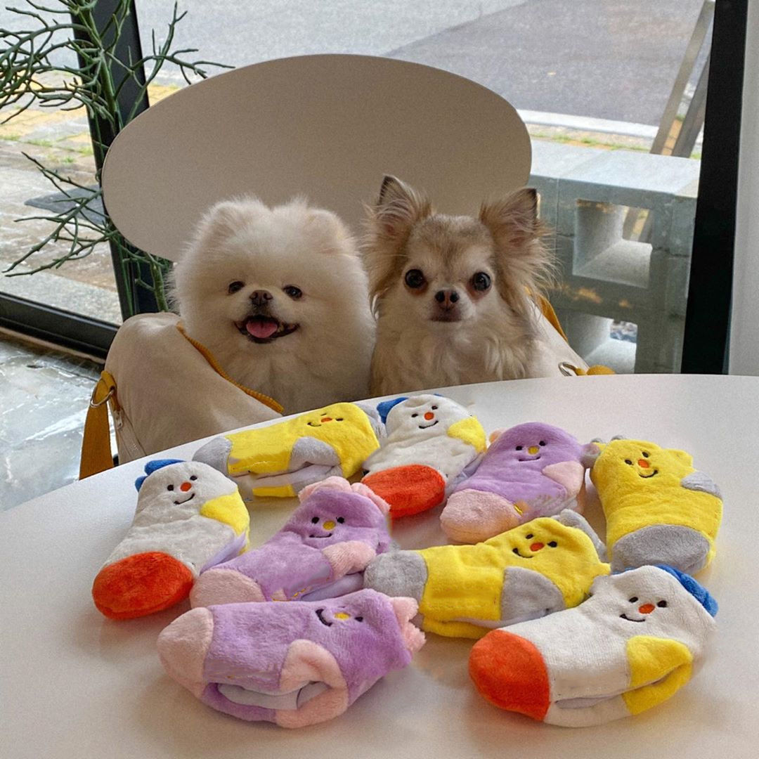 Cute Dog Socks Hidden Food List