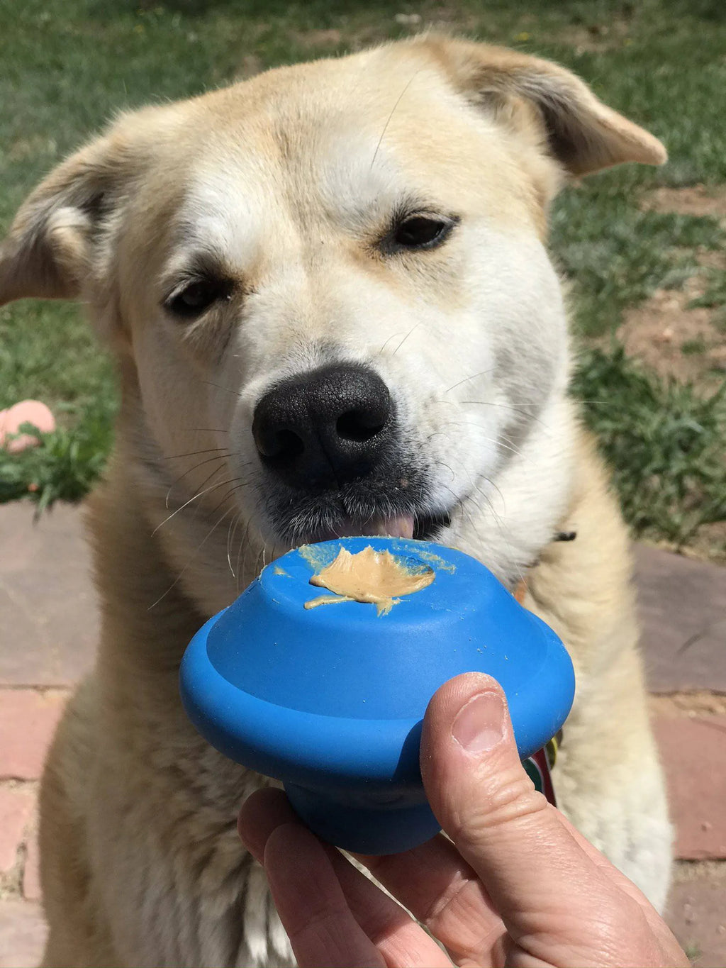 SodaPup SN Flying Saucer dog toy made of durable rubber with treat dispenser, designed for interactive pet play and chewing.