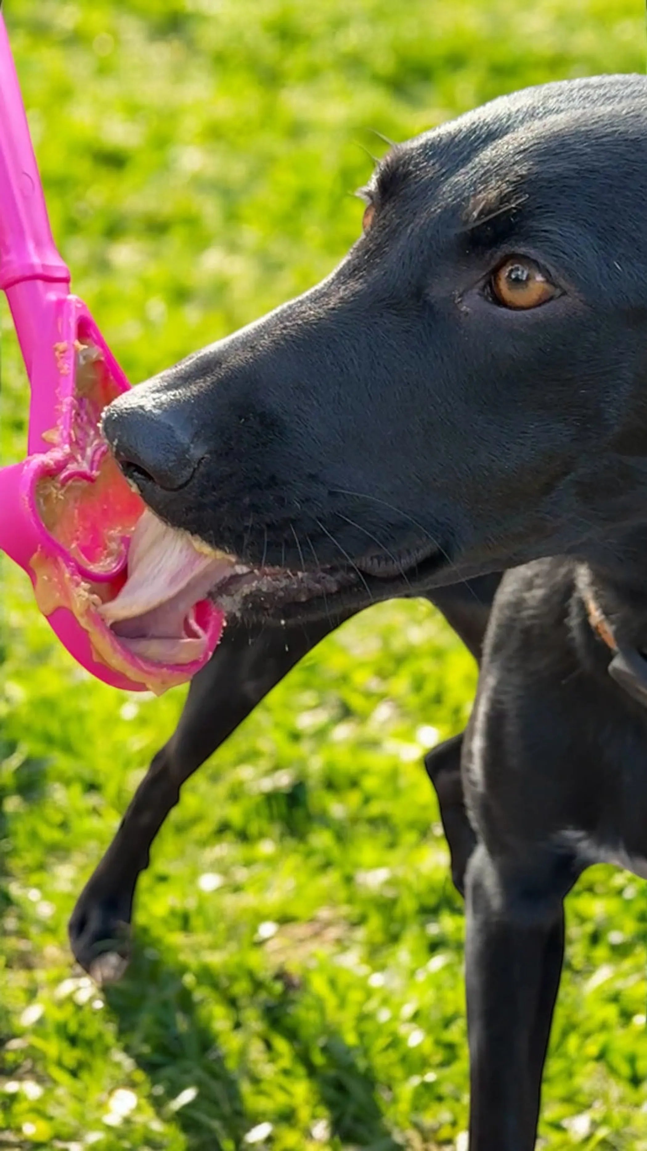 SodaPup eStick Hand Held Dog Enrichment Toy, interactive lick stick for dogs, shown in bright blue with textured surface.