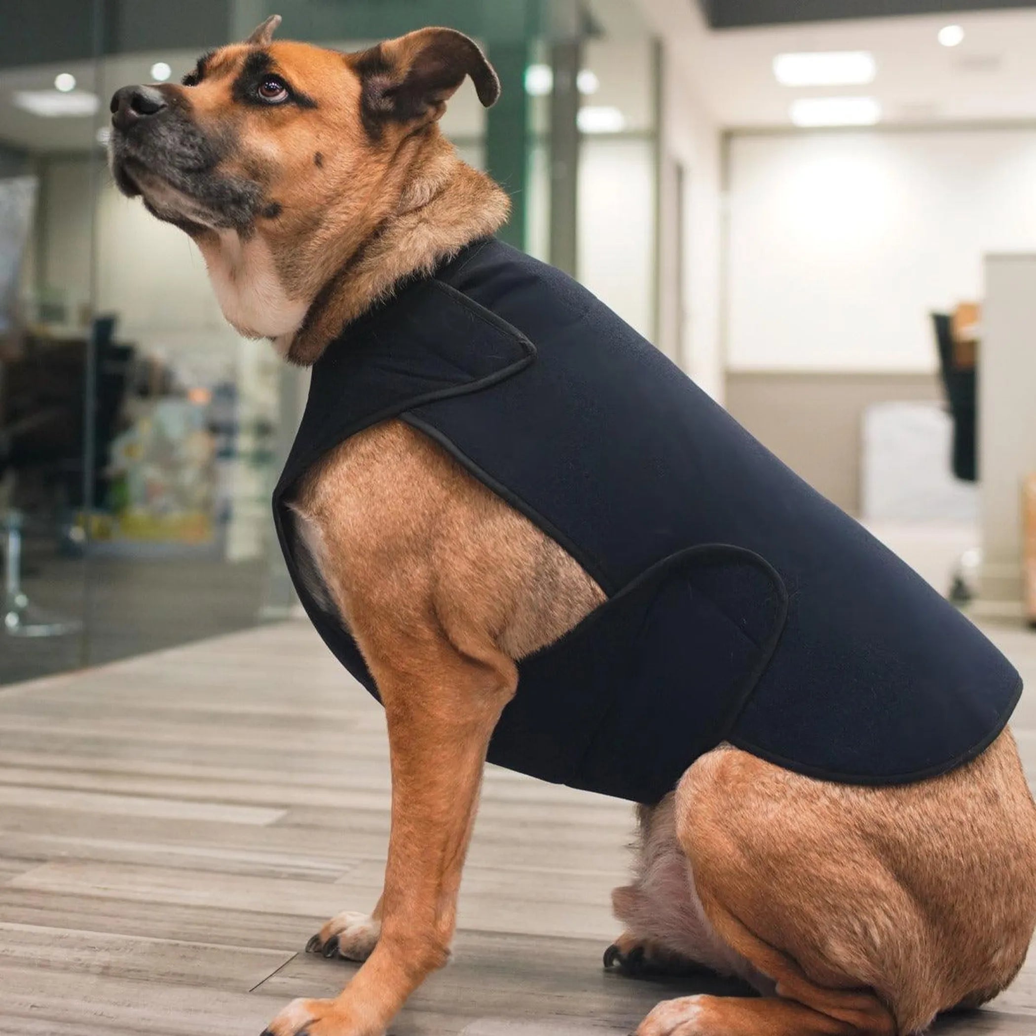 Healers Petcare therapeutic paw protection wrap for dogs, designed to soothe and protect injured or sensitive paws.