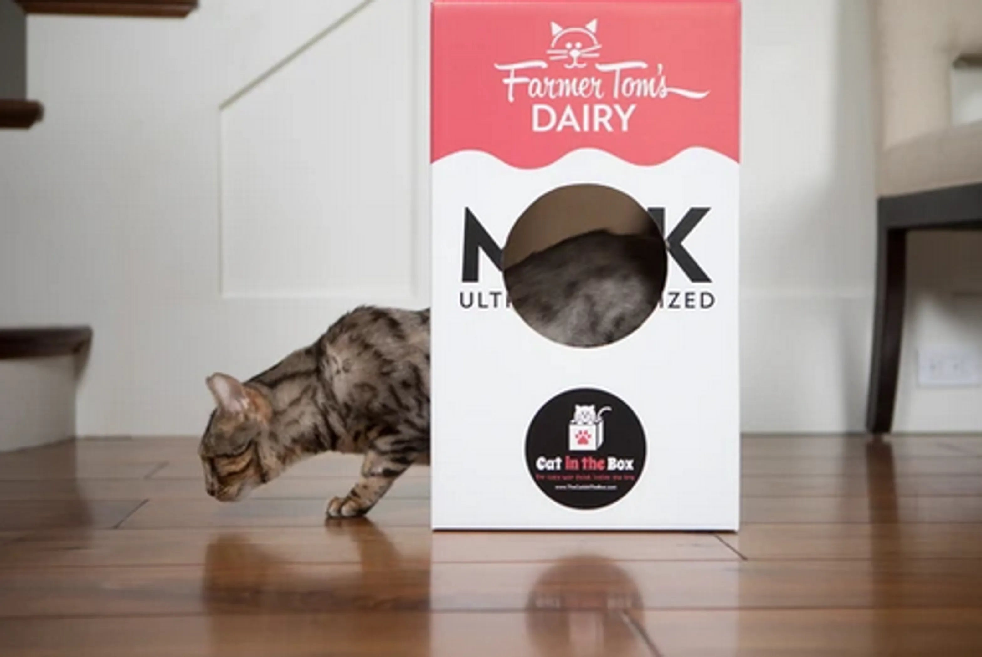 Mega Milk Carton Cardboard Cat House for Indoor Cats | Brandywines Time