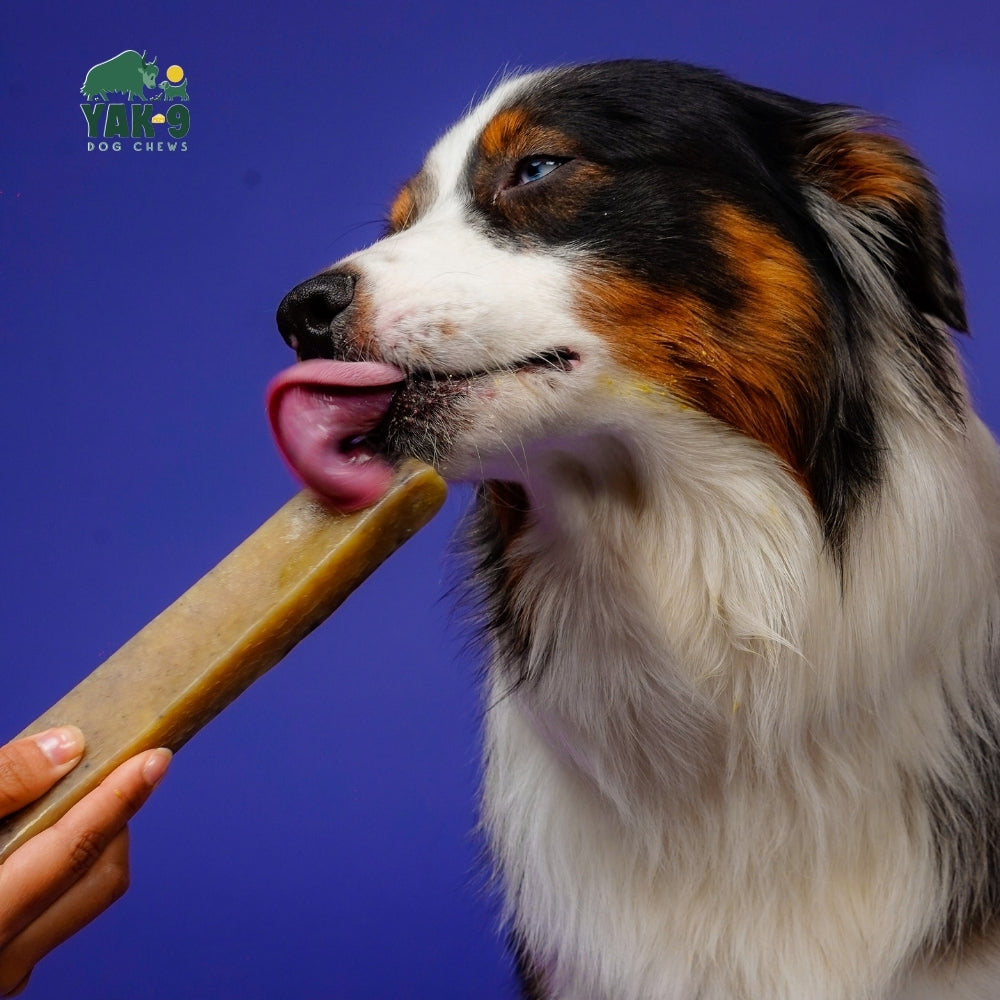 Blueberry Cheese Chews for Dogs