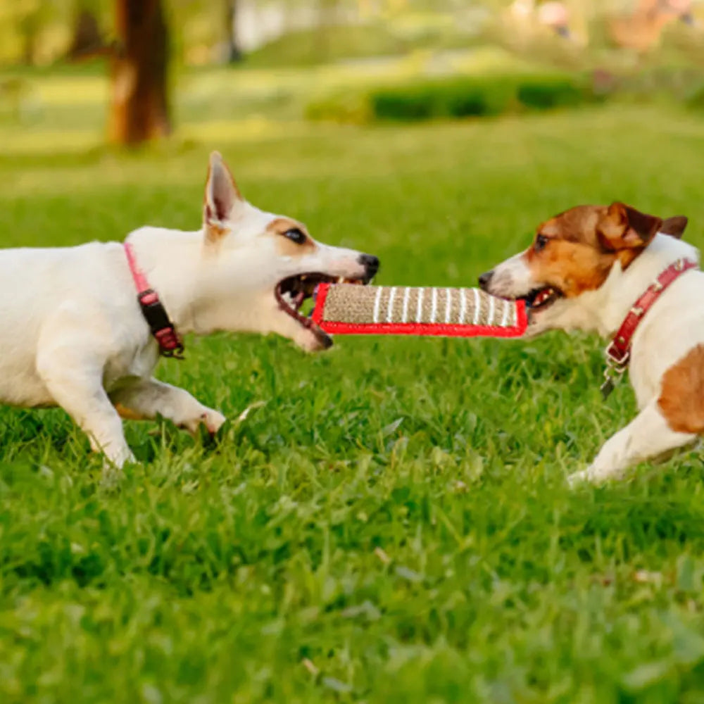 Green Jaoseko Dog Bite Rods toy for training, designed to help grind teeth and improve dog behavior.