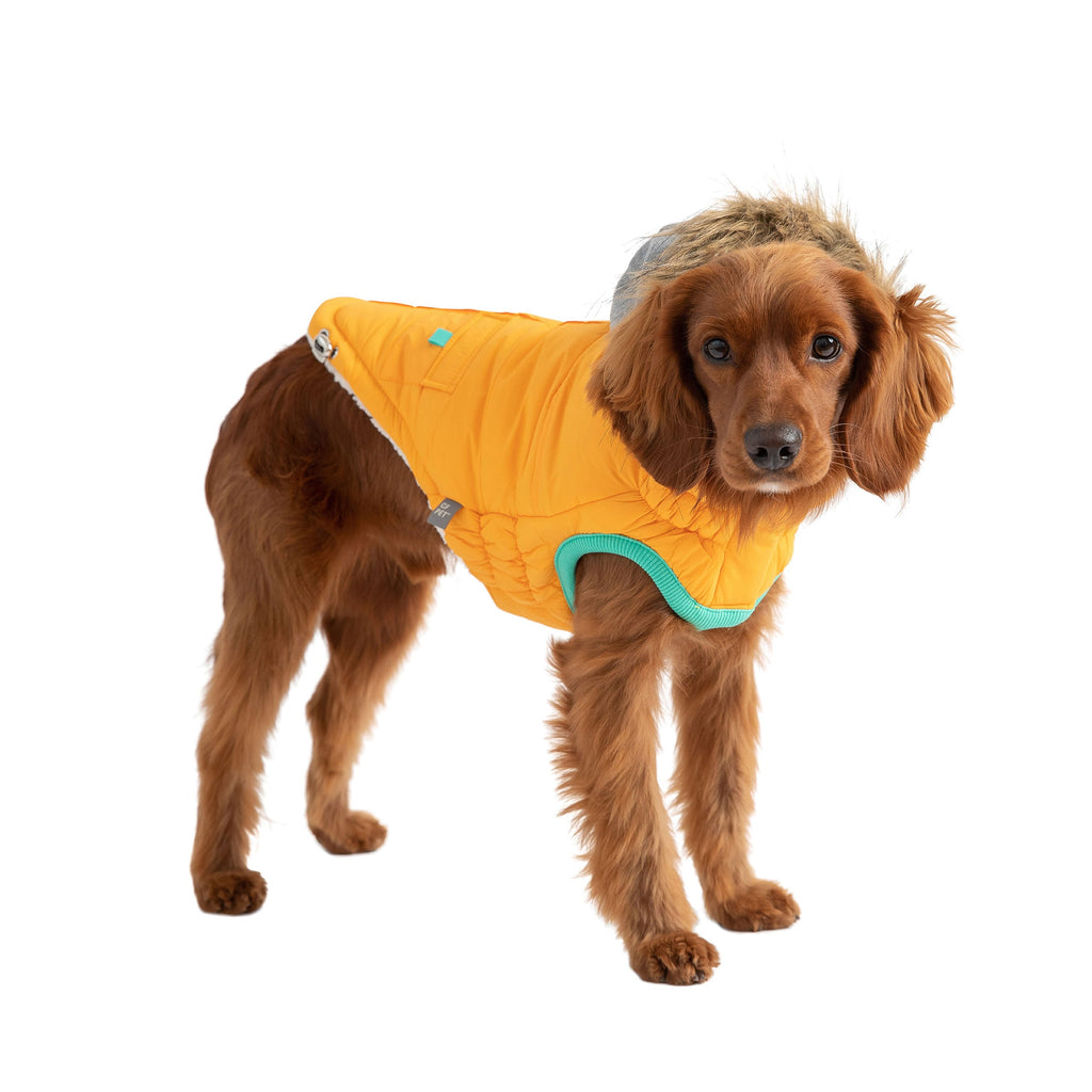Yellow dog winter coat, beige Antigone sailor parka jacket for pets, shown with leash and collar accessories.