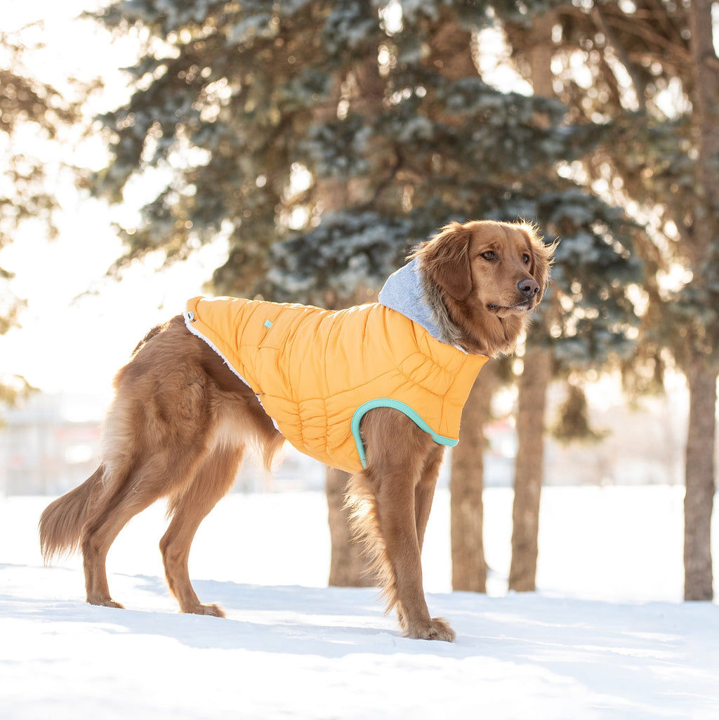 Yellow dog winter coat, Sailor Parka jacket by Beige Antigone, pet apparel designed for warmth and style.
