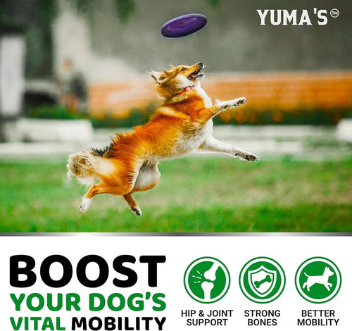 Two packs of Brandywines Time Glucosamine for Dogs with Chondroitin, joint pain relief supplement in pet supplies.
