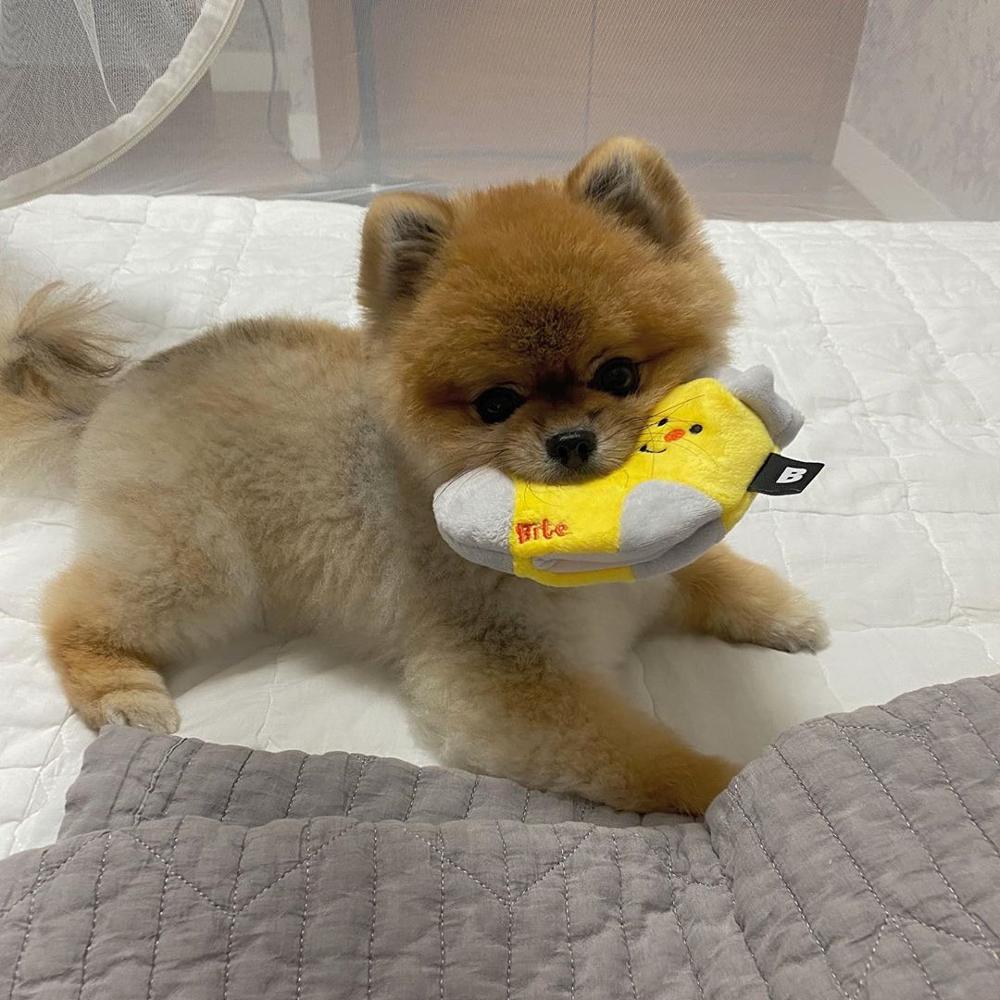 Cute Dog Socks Hidden Food List