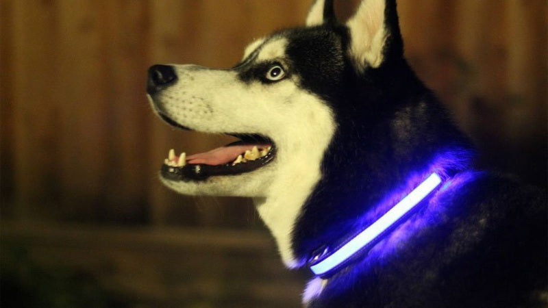 Fuchsia Molly LED Light Up Dog Collar in red, size XL, with bright illumination for visibility during walks.