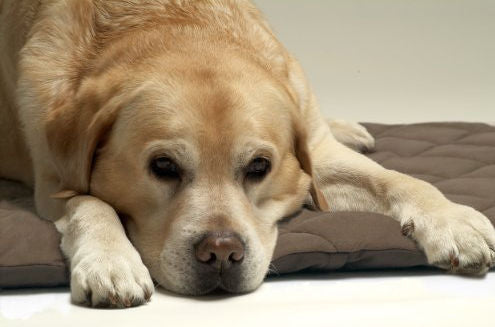 Brown Rose Chloe American Pet Diner Flectabed Q pet bed, 18x14 inches, featuring a cozy, cushioned design for pets.