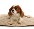 Rose Chloe American Pet Diner Flectabed Q pet bed in cream, 18x14 inches, with plush fabric and cozy design for small pets.